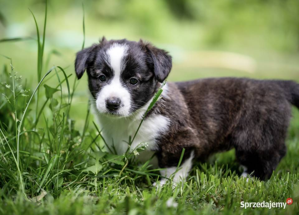 Szczeniaki welsh corgi cardigan sprzedam