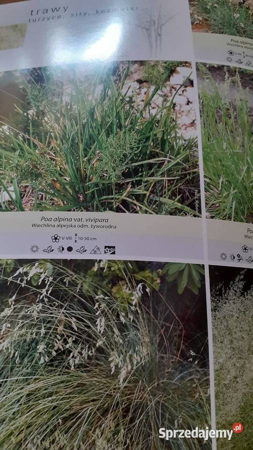 Trawy turzyce sity kosmatki Kultura i Rozrywka