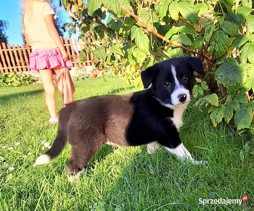 Suczka border collie do odbioru Jabłonka