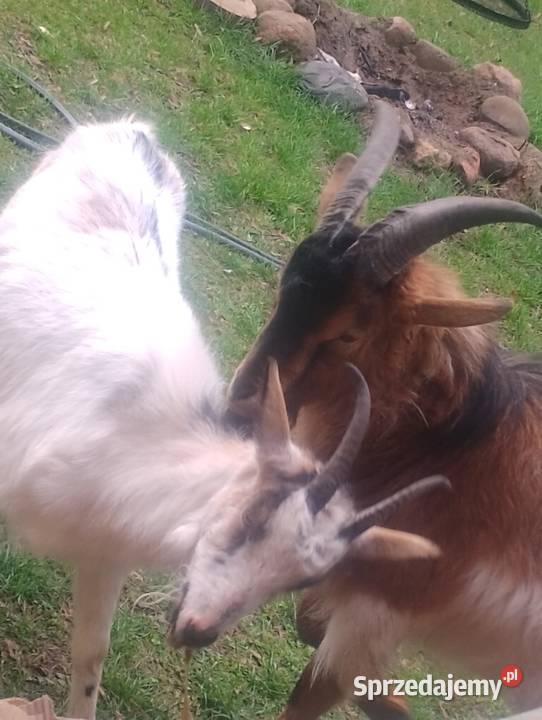 Kozioł dwuletni Pozostałe