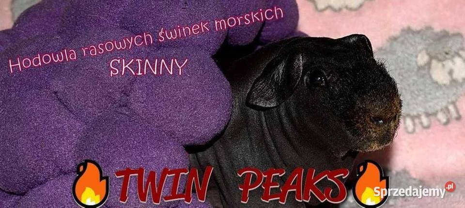 Świnka morska Skinny świnki łyse Rodowodowe dolnośląskie Wałbrzych sprzedam