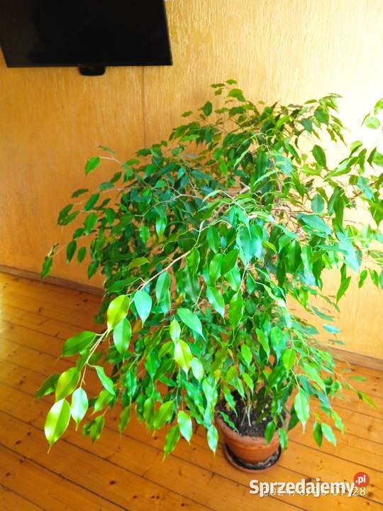 beniaminek Liściaste Nowa Ruda