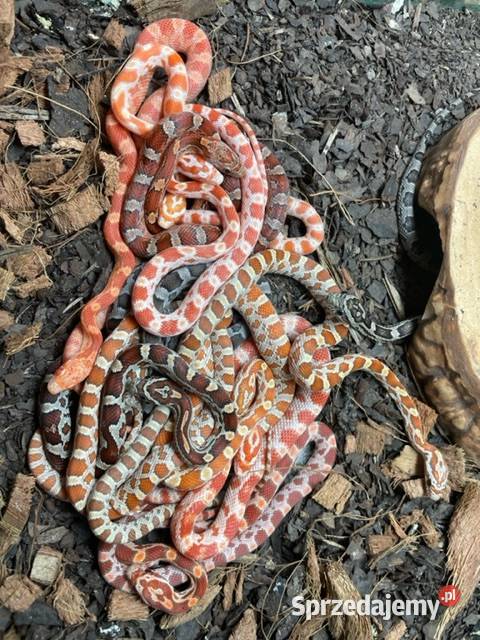 wąż zbożowy odmiany colorystyczne 2025 Gliwice sprzedam