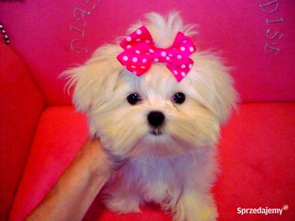 maltańczyki koreańskie szczenięta z rodowodem Bydgoszcz