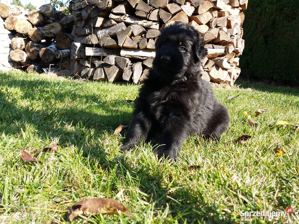 Owczarek niemiecki Black i Liver opisie Owczarek śląskie