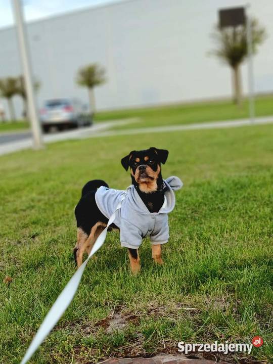 Opieka zwierzętami usługi dla zwierząt