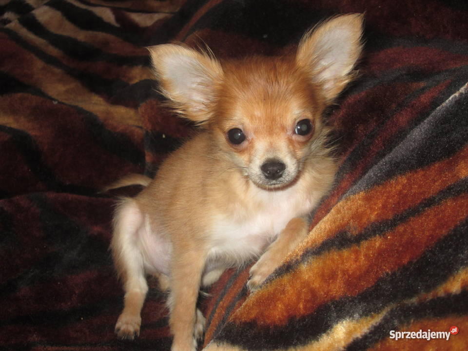 Chihuahua Ruda Śląska