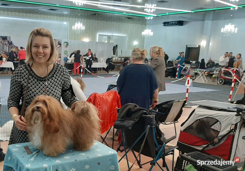 HAWAŃCZYK Championiw FCI Piesek Suczka ZKwP Chrośla