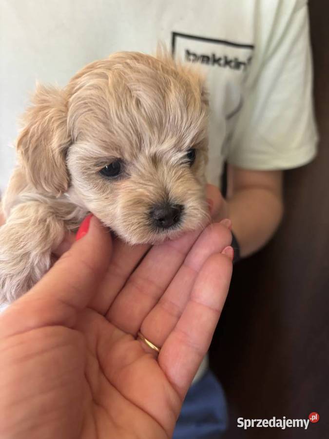 Maltipoo iniaturka do 15 F1 Częstochowa