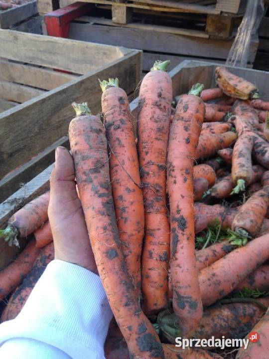 Sprzedam marchew marchewka Oleksów sprzedam