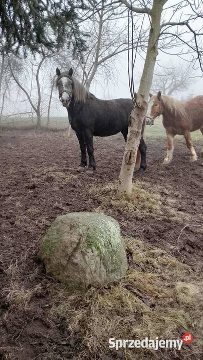Klacze 2 i 3 Letnie zachodniopomorskie Choszczno