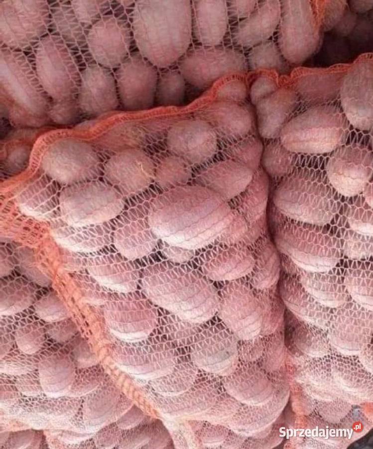 Ziemniaki Bellarosa z własnej uprawy Warzywa Bielawa