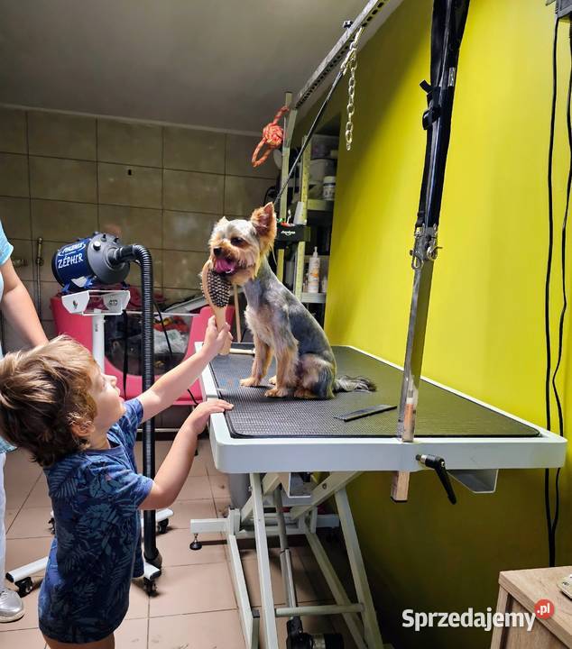 Salon groomerski psi fryzjer kąpiel strzyżenie Huta Mazowszańska