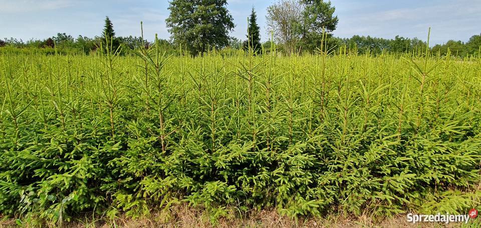 Plantacja choinek choinki świerkowe sadzonki