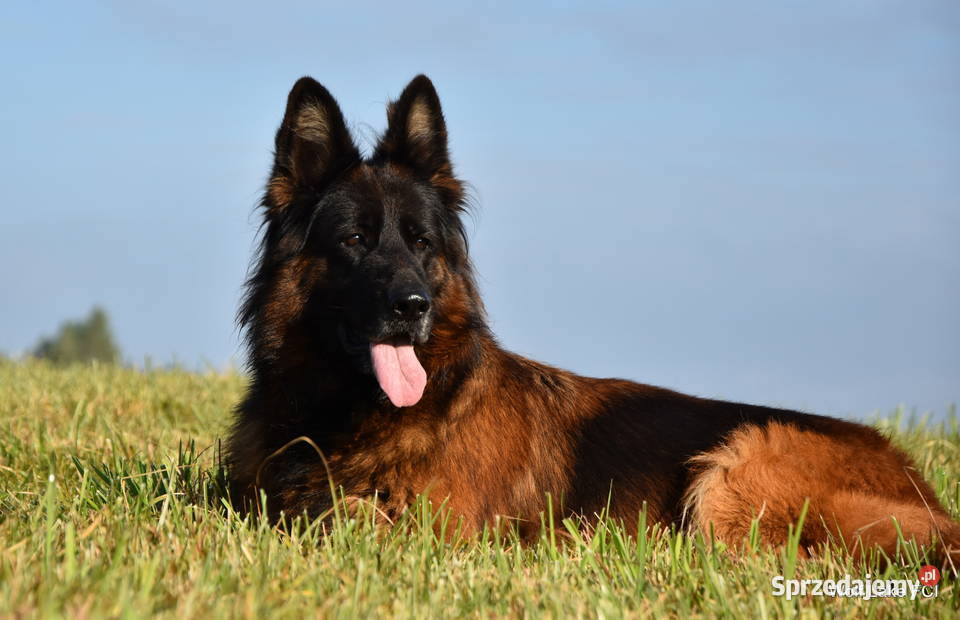 Owczarek niemiecki długowłosy ZKwP FCI Rudziska