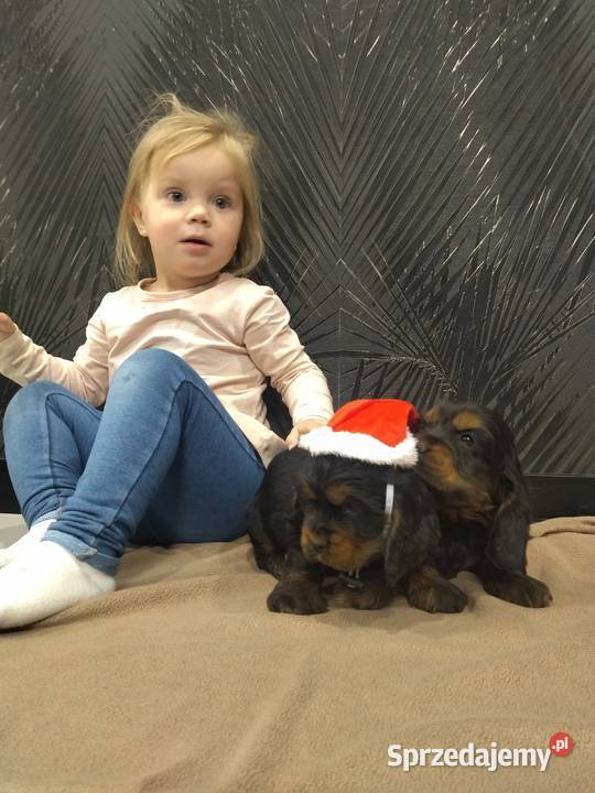 Cocker Spaniel Angielski mazowieckie Radom