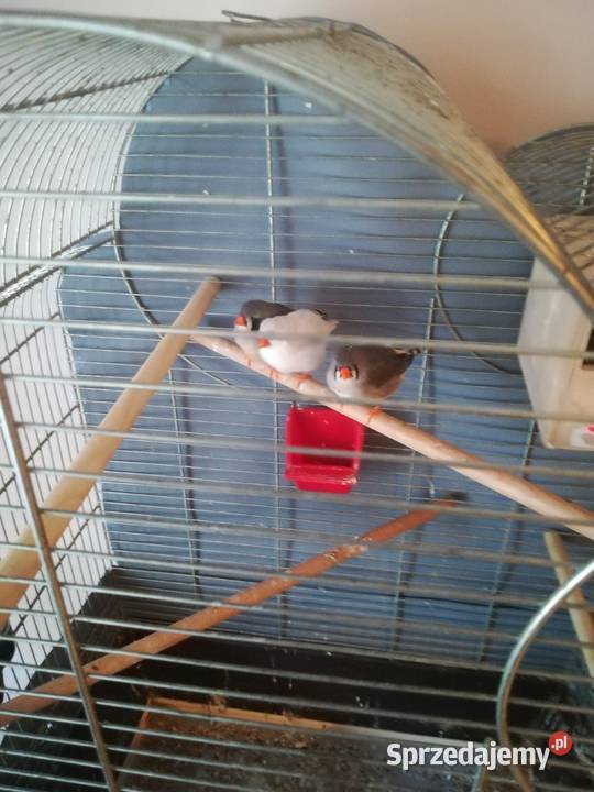 Ptaszki Zeberki samiczki i 1 samiec