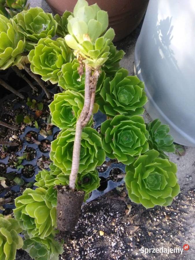 Eonium drzewiaste Gostyń