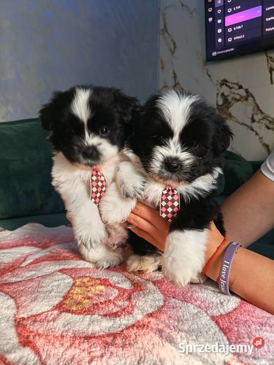 Piękne szczeniaki shih tzu Mińsk Mazowiecki sprzedam