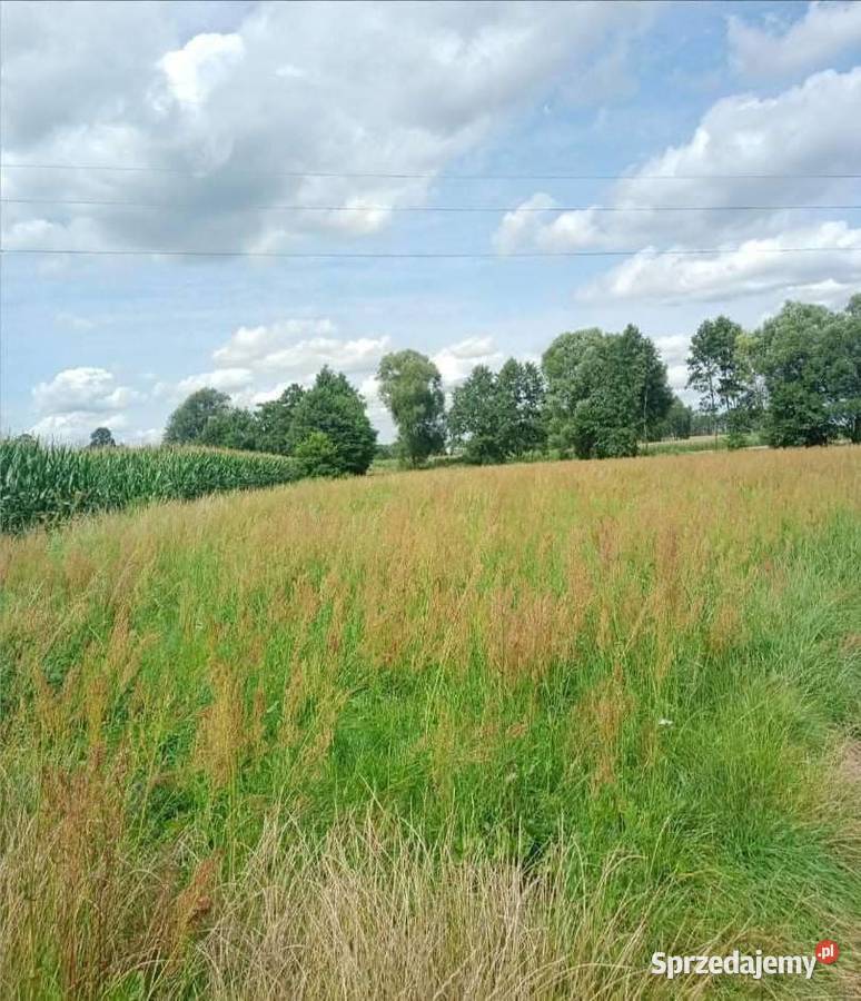 Działka budowlana 0.54m2 Sprzedaż lubuskie Lipka