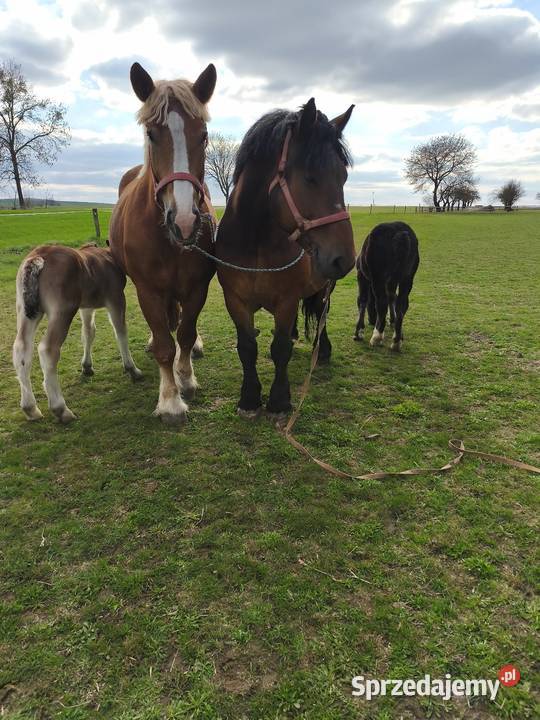 Klacze zimnokrwiste Chełm