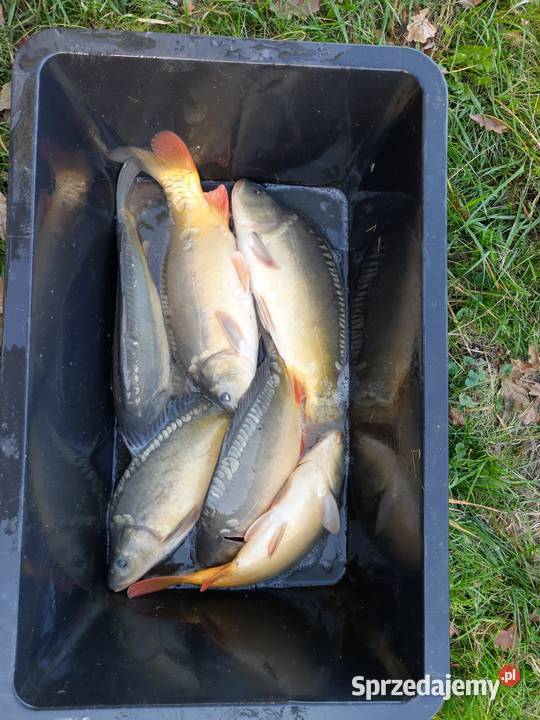 KARP ŻYWY GIERAŁTOWICE Gierałtowice