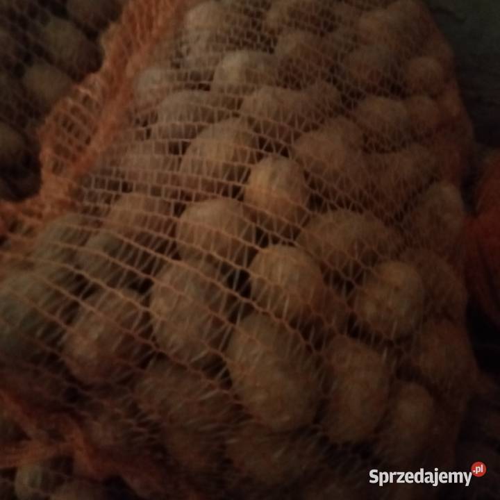 Ziemniaki jadalne soraya