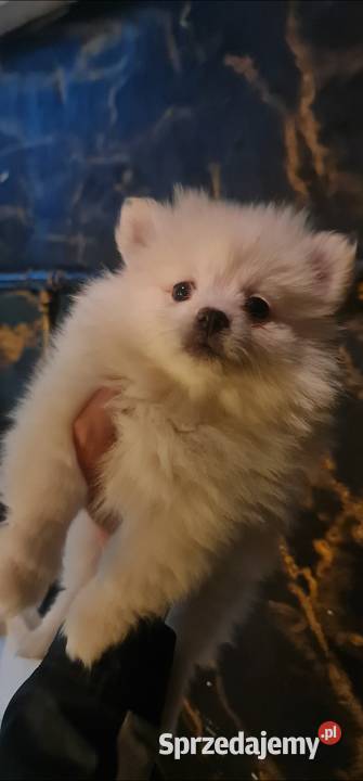 Pomeranian szpic miniaturowy szczeniaki suczki Frysztak sprzedam