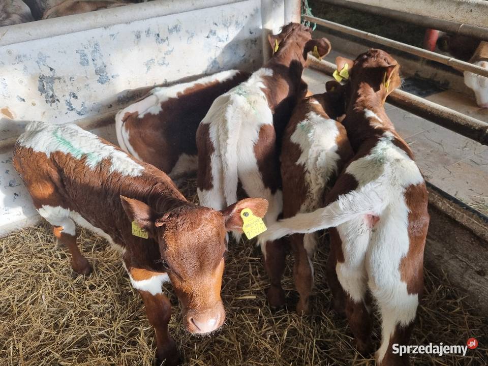 Sprzedaż cieląt mięsnych I mieszańcy waga 70 do Nowy Tomyśl sprzedam