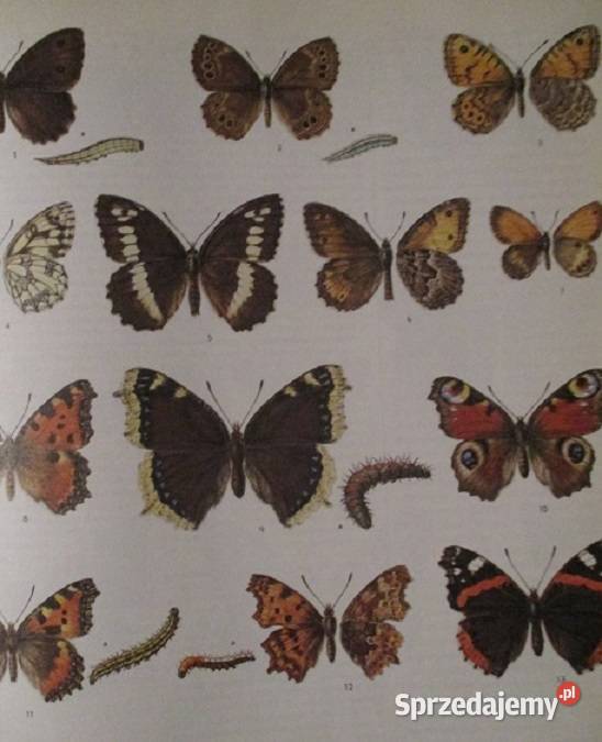 Ptaki przyroda flora fauna natura Łódź