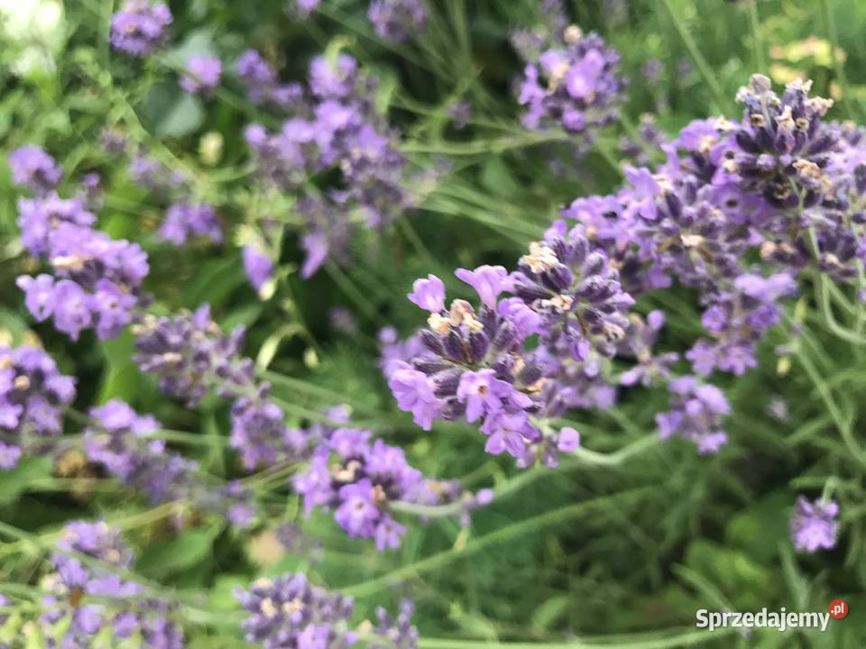 domek owadów M1 zachodniopomorskie