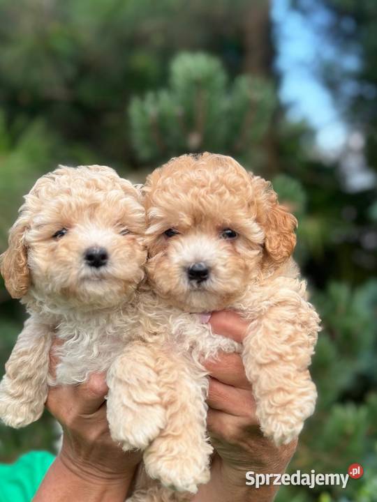 Maltipoo f1 Iłowo-Osada