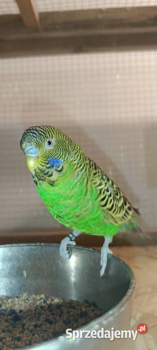 Samiec Black Face Wąsosz