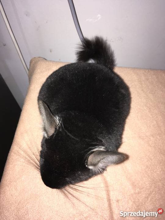 Sprzedam szynszyle czarna perła Zwierzęta sprzedam
