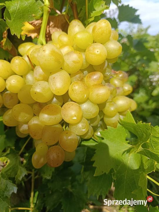 Winogrona czerwone i białe sprzedam