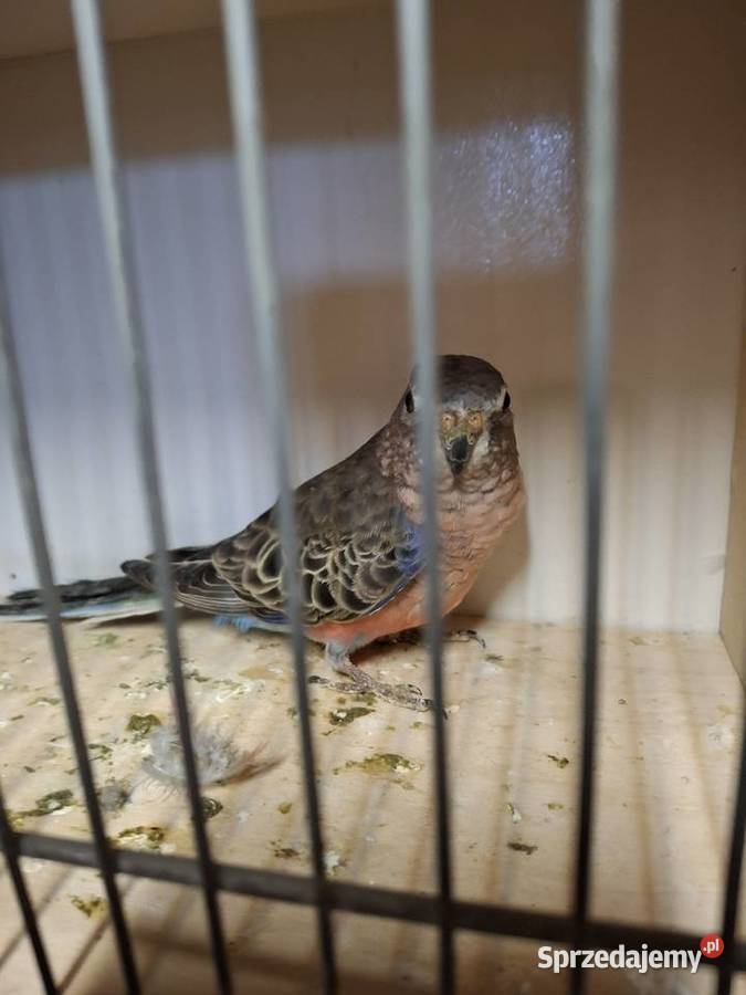 Lilianki samica Ptaki Starogard Gdański