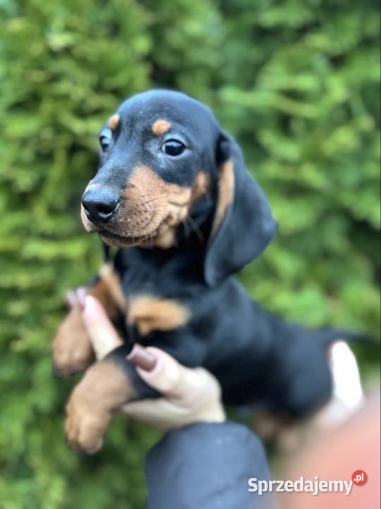 Jamnik standard piesek czarny podpalany z Dąbrowa Górnicza