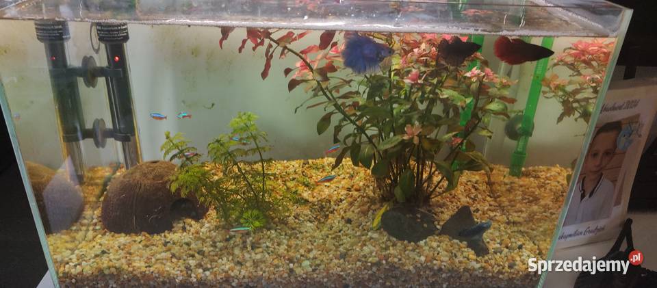 Akwarium 54ltr opti white kompletne