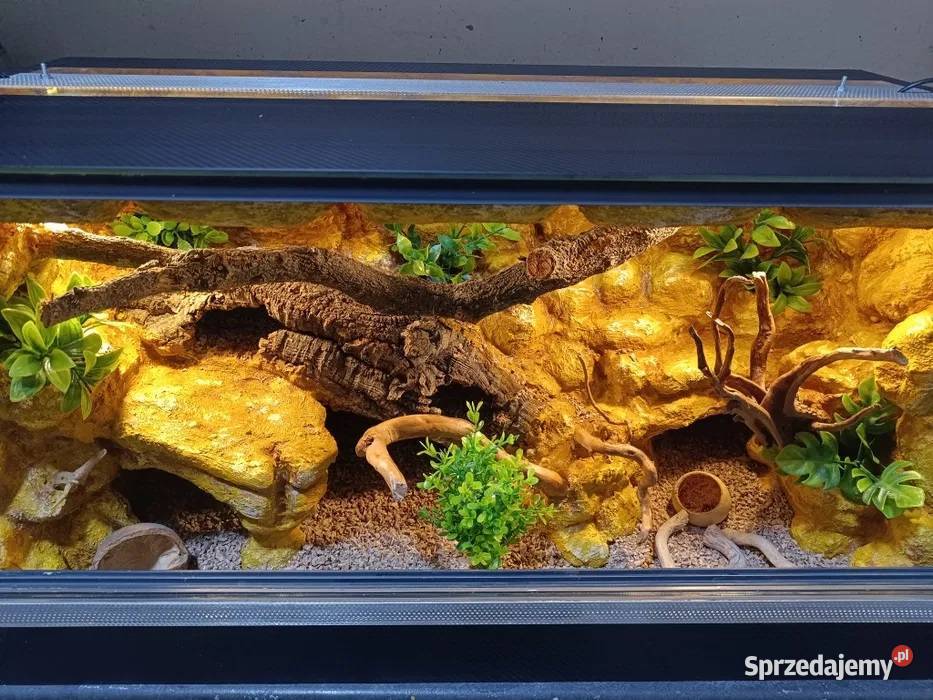 Terrarium gekon 80x40x40 Ostrów Wielkopolski