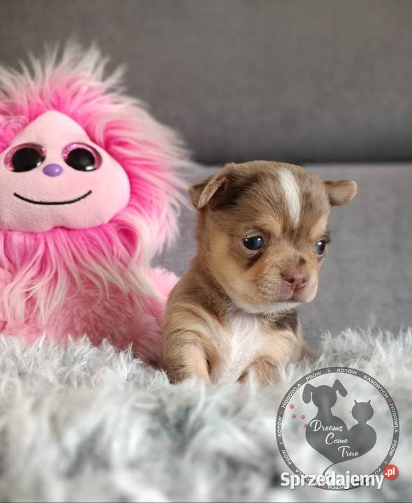 Sunia Rodowodowa Chihuahua Merle Do Rezerwacji Ustroń sprzedam