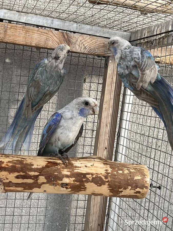 Rozelle białolice Sośnicowice