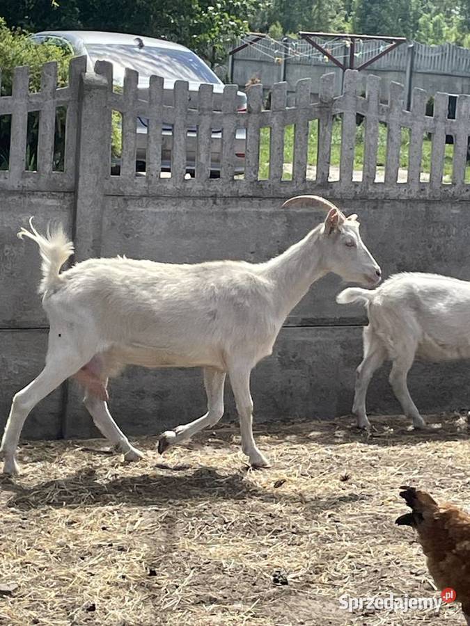Sprzedam dobrą kozę Wilkowiecko sprzedam