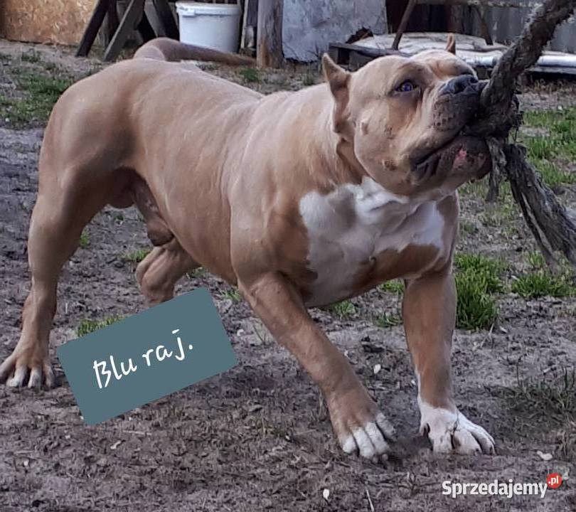 Amstaff Reproduktor