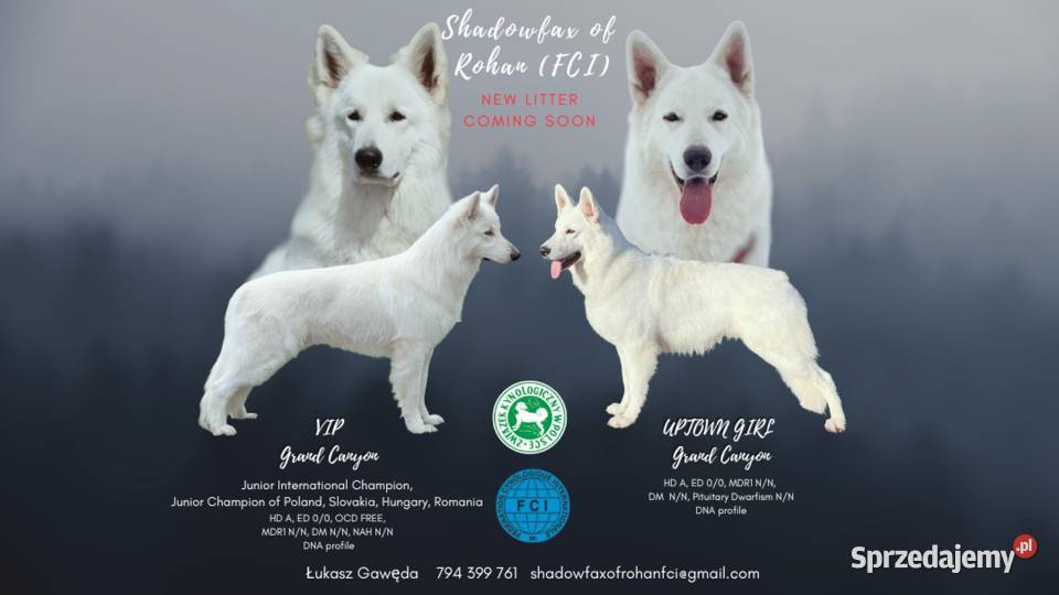 Biały Owczarek Szwajcarski z hodowli ZKWPFCI Rzeszotary