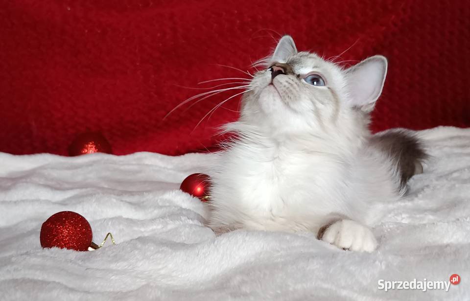 Koty Syberyjskie Neva Masquerade MALIBU Kwilcz sprzedam