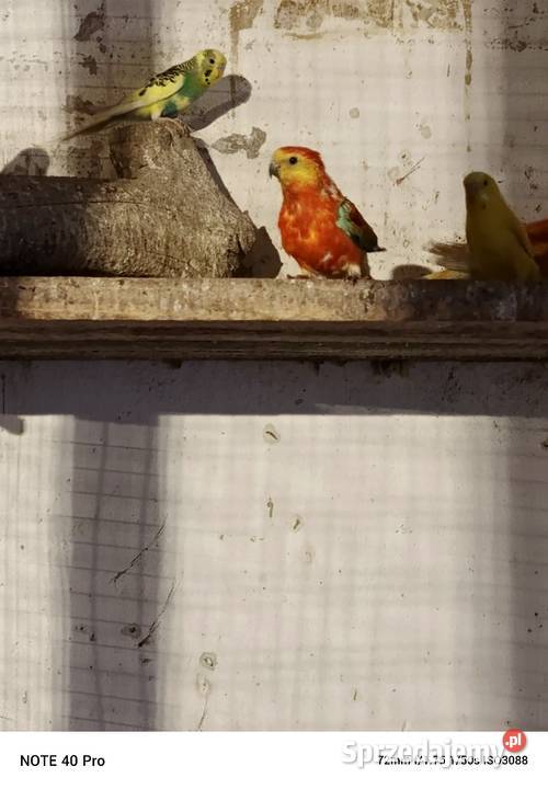 Sprzedam papugę swiergote sprzedam