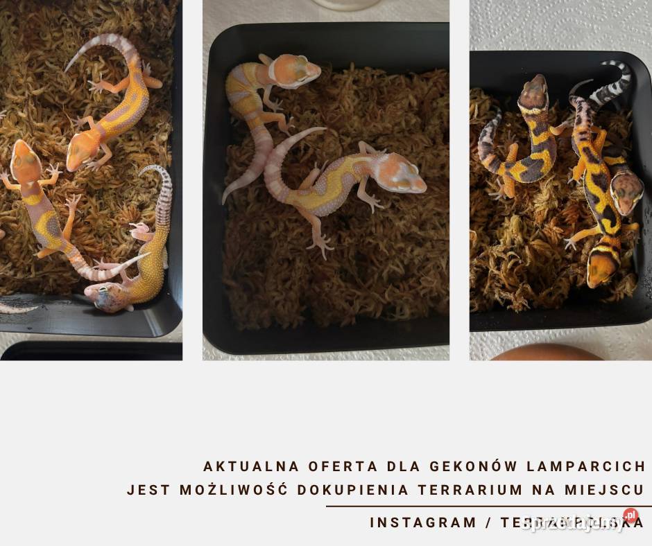 Gekony Lamparcie Unikaty Gady i płazy Gady i płazy Warszawa