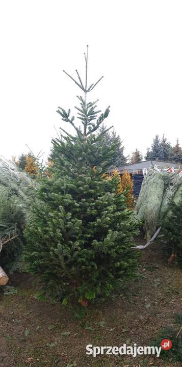 CHOINKI Świerk Jodła donica cięte RYDZYNY Rośliny sprzedam
