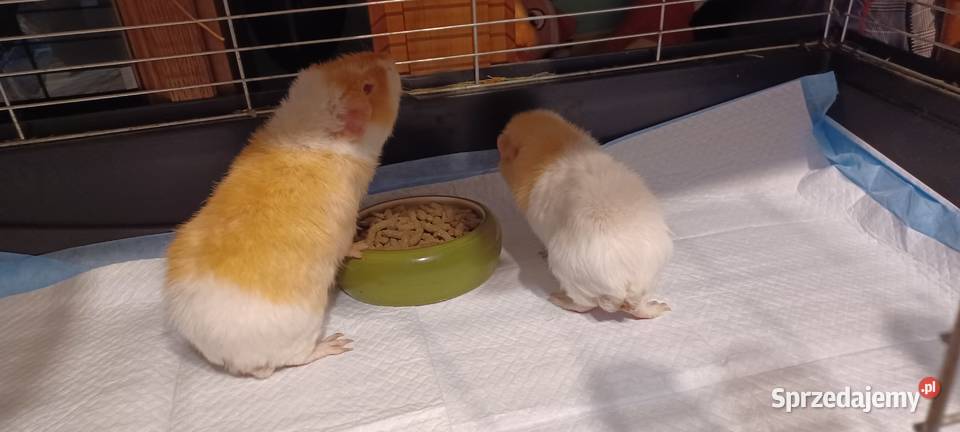 TEDDY SAMCZYK 55 MIES RUBINOWE OCZY I MNIEJSZY wielkopolskie Kórnik