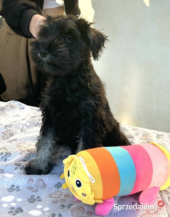 Sznaucer miniaturowy Warszawa